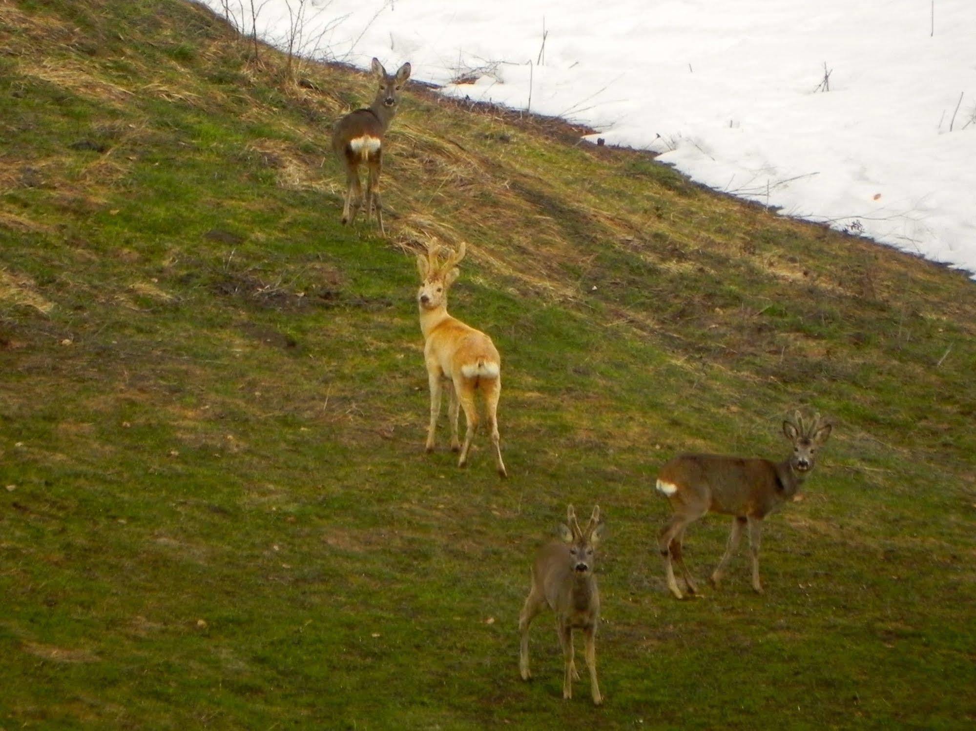 Rifugio Monte Baldo Hotel Avio Bagian luar foto
